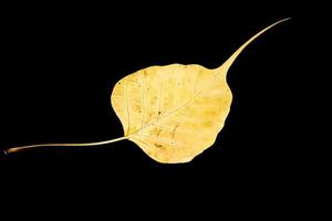 Damaged yellow bodhi leaf vein on black background photo