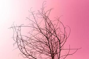 Dried tree on pink photo
