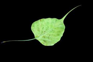 A damaged green bodhi leaf vein on a black background photo