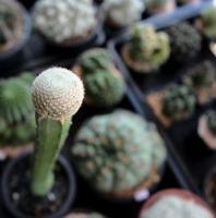 Pequeño cactus imponente en una maceta con fondo borroso, cactus planta del desierto