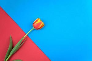 rojo magenta, tulipán picante de color chili plano yacía sobre fondo de papel de textura abstracta de colores paralelos rojo y azul claro vintage foto