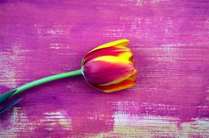Tulipán púrpura, rojo magenta plano yacía sobre fondo de textura acrílica abstracta de color grunge pincel púrpura dibujado a mano, dibujado a mano foto