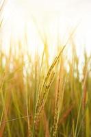 planta de trigo en la puesta del sol foto