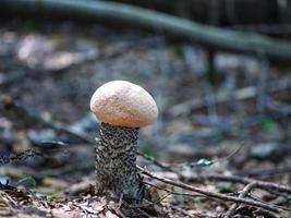 Single mushroom in the ground photo