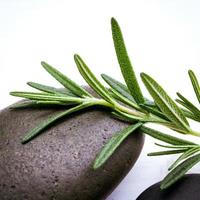 Rosemary on a stone photo