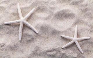 estrella de mar y arena foto