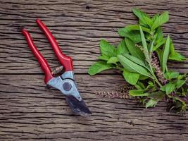 albahaca y una podadora foto