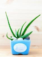 Aloe vera in a blue pot photo