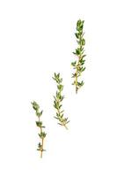 Thyme isolated on a white background photo