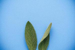 Sage leaves on a blue background photo