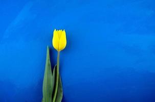 Fresh yellow tulip flat lay on bright blue grunge abstract photo