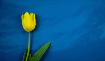 Yellow tulip flat lay on handmade dark blue grunge abstract
