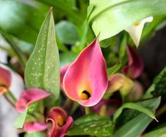 Pink calla lily flowers
