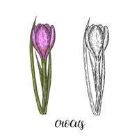 Spring flowers. Vintage hand drawn set of monochrome and colored crocus. Sketch. Engraving illustration. vector