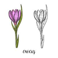 Spring flowers. Vintage hand drawn set of monochrome and colored crocus. Sketch. Engraving illustration.