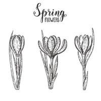 Spring flowers. Vintage hand drawn set of monochrome crocus. Sketch. Engraving illustration. vector