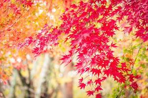 Maple trees in autumn photo