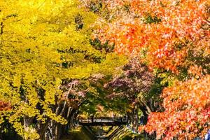 Maple trees in autumn photo