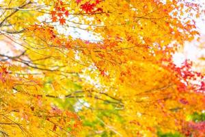 Maple trees in autumn photo