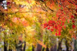 Maple trees in autumn photo