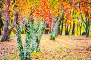 Maple trees in autumn photo