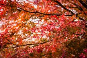 Maple trees in autumn photo