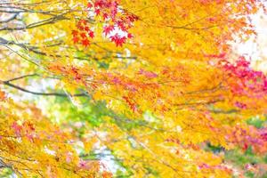 Maple trees in autumn photo