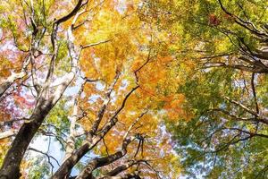 Maple trees in autumn photo