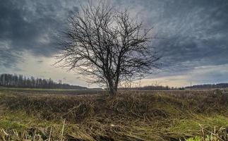 Single tree in a field against a cloudy blue sky photo