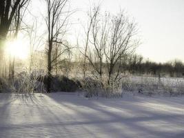 Row of trees in a snowy field with low sun in a clear sky photo