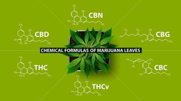 fórmulas químicas de cannabinoides naturales, cartel verde con fórmulas químicas de cannabinoides y planta de cannabis, vista superior vector