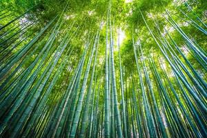 Arboleda de bambú en el bosque de Arashiyama en Kioto, Japón foto