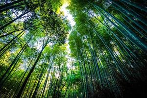 Bamboo grove in the forest at Arashiyama at Kyoto, Japan photo