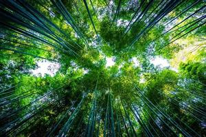 Bamboo grove in the forest at Arashiyama at Kyoto, Japan photo