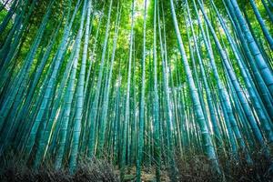 arboleda de bambú en el bosque en arashiyama en kyoto, japón. foto