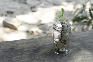 Growing plant coins in a bottle photo