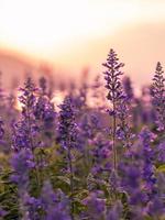 Lavender at sunset photo