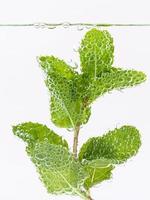 Mint in water photo