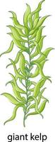 Seaweed Giant kelp cartoon style with name vector