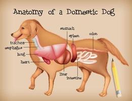 anatomía de un perro doméstico vector