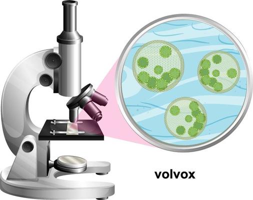 Microscope with anatomy structure of Volvox on white background