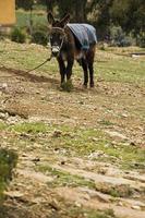 burro en bolivia foto