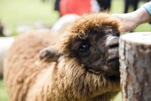 Cute little baby alpaca photo