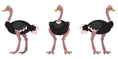 avestruz en diferentes poses. vector