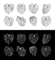 Monstera Deliciosa plant leaf line art style isolated on background vector