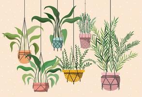 houseplants in macrame hangers vector