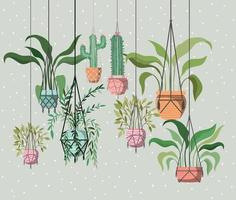 houseplants in macrame hangers vector