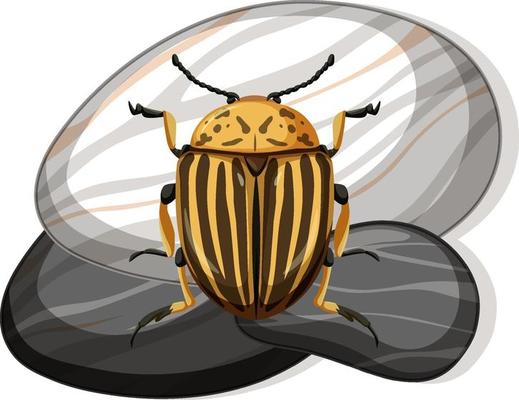 Top view of colorado beetle on a stone on white background