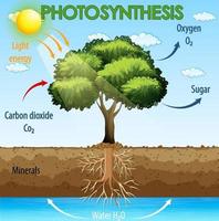 Diagrama que muestra el proceso de fotosíntesis en planta. vector