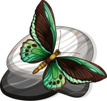 Top view of butterfly on a stone on white background vector